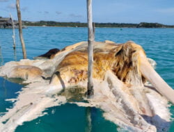 Misterius! Sempat Dikira Gajah Mina, Ternyata Bangkai Ikan Paus Baleen
