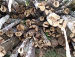 Wow! Batang Kayu Gaharu, Harganya Rp 1,45 Miliar Per Kilogram