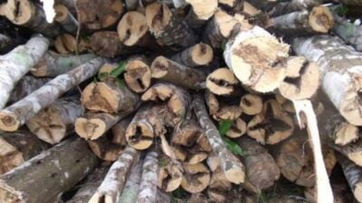 kayu gaharu