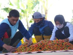 Harga Cabai Rawit Masih Meroket, Pemerintah Tegaskan Tak Perlu Impor