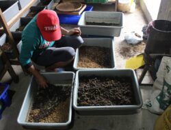 Hebat! Atasi Gundukan Sampah, Warga Simpang Sari Gunakan Maggot