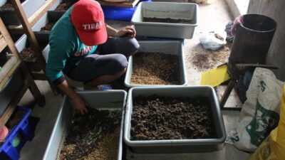 Hebat! Atasi Gundukan Sampah, Warga Simpang Sari Gunakan Maggot