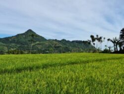 Ini 10 Provinsi Lumbung Beras Terbesar di Indonesia