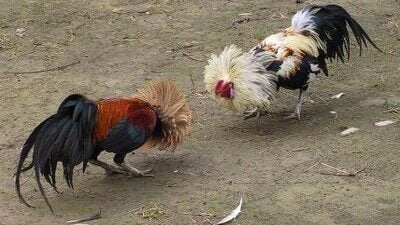 Mimpi Adu Ayam dan Adu Kerbau, Inilah Arti dan Maknanya