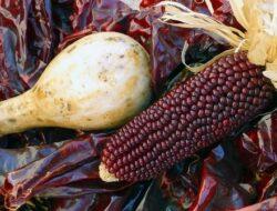 Varietas Jagung Merah Sumber Alternatif Karbohidrat Sehat