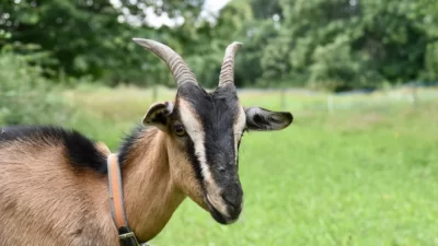 Mimpi Tentang Tanduk,  Ini 6 Arti dan Maknanya