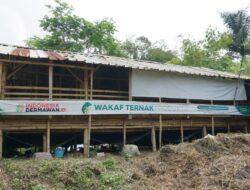 Wakaf Ternak Produktif Dorong Perekonomian Pesantren Sambut Hari Raya Iduladha
