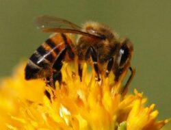 Bila Anda Mimpi tentang Lebah, Inilah 10 Arti dan Maknanya