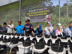 Kendalikan Inflasi, Sukabumi Gerakkan Tanam Bawang Hidroponik Hingga Percepat Tanam Padi