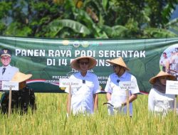 Jaga Ketahanan Pangan, Pemkot Sukabumi Maksimalkan 1.200 Hektare Lahan Pertanian