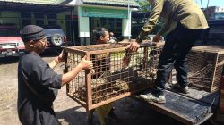 PPS Cikananga Sukabumi Selamatkan 71 Satwa, Populasi Capai 467 Individu