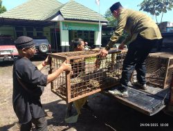 PPS Cikananga Sukabumi Selamatkan 71 Satwa, Populasi Capai 467 Individu
