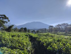 Mulai Senin Ini, Pendakian Gunung Gede Pangrango Ditutup Sementara