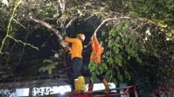 BPBD Tangani Pohon Tumbang di Jalan Pemuda Sukabumi, Lalin Sempat Tersendat Dini Hari