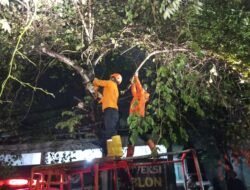 BPBD Tangani Pohon Tumbang di Jalan Pemuda Sukabumi, Lalin Sempat Tersendat Dini Hari