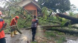 Angin Kencang dan Hujan Deras Terjang Kota Sukabumi, 11 Kejadian Pohon Tumbang dan Rumah Rusak Dilaporkan