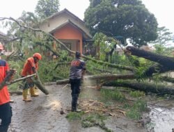 Angin Kencang dan Hujan Deras Terjang Kota Sukabumi, 11 Kejadian Pohon Tumbang dan Rumah Rusak Dilaporkan