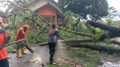 Angin Kencang dan Hujan Deras Terjang Kota Sukabumi, 11 Kejadian Pohon Tumbang dan Rumah Rusak Dilaporkan
