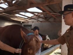 Jelang Iduladha, Wali Kota Sukabumi Tinjau Hewan Kurban Presiden Berbobot 1,1 Ton