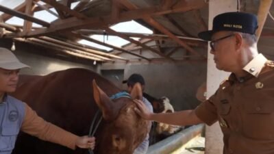 Jelang Iduladha, Wali Kota Sukabumi Tinjau Hewan Kurban Presiden Berbobot 1,1 Ton