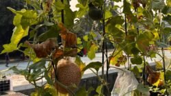 Pertamina Patra Niaga RJBB Kembangkan Urban Farming Berkelanjutan Melalui Kebun Gizi Rawajaya