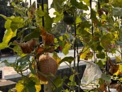 Pertamina Patra Niaga RJBB Kembangkan Urban Farming Berkelanjutan Melalui Kebun Gizi Rawajaya