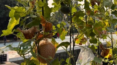 Pertamina Patra Niaga RJBB Kembangkan Urban Farming Berkelanjutan Melalui Kebun Gizi Rawajaya