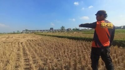 BPBD Kota Sukabumi Petakan Lahan Pertanian Rawan Kekeringan, Antisipasi Dampak Musim Kemarau