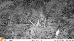 Macan Tutul Jawa Kembali Terekam di TNGGP, Jadi Sinyal Habitat Satwa Langka Masih Terjaga