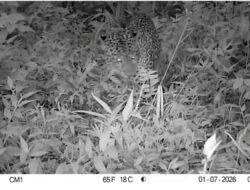 Macan Tutul Jawa Kembali Terekam di TNGGP, Jadi Sinyal Habitat Satwa Langka Masih Terjaga