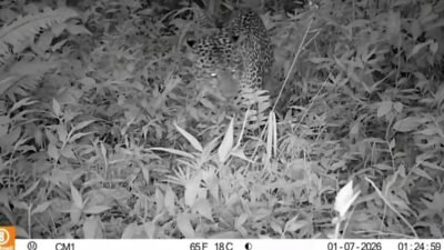 Macan Tutul Jawa Kembali Terekam di TNGGP, Jadi Sinyal Habitat Satwa Langka Masih Terjaga