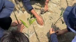 Pertamina Patra Niaga Ajak Masyarakat Tanam 500 Mangrove, Perkuat Ekosistem Pesisir Pulau Untung Jawa