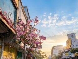 Tabebuya Sukabumi Bermekaran, Mengingatkan pada Harapan Setelah Pandemi